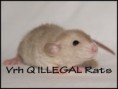 Quinn ILLEGAL Rats (Q8)